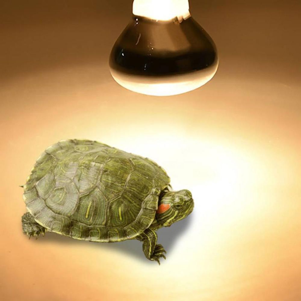 หลอดไฟฮาโลเจนให้ความร้อนสำหรับ - Basking Bulb Halogen บทวิจารณ์และราคา