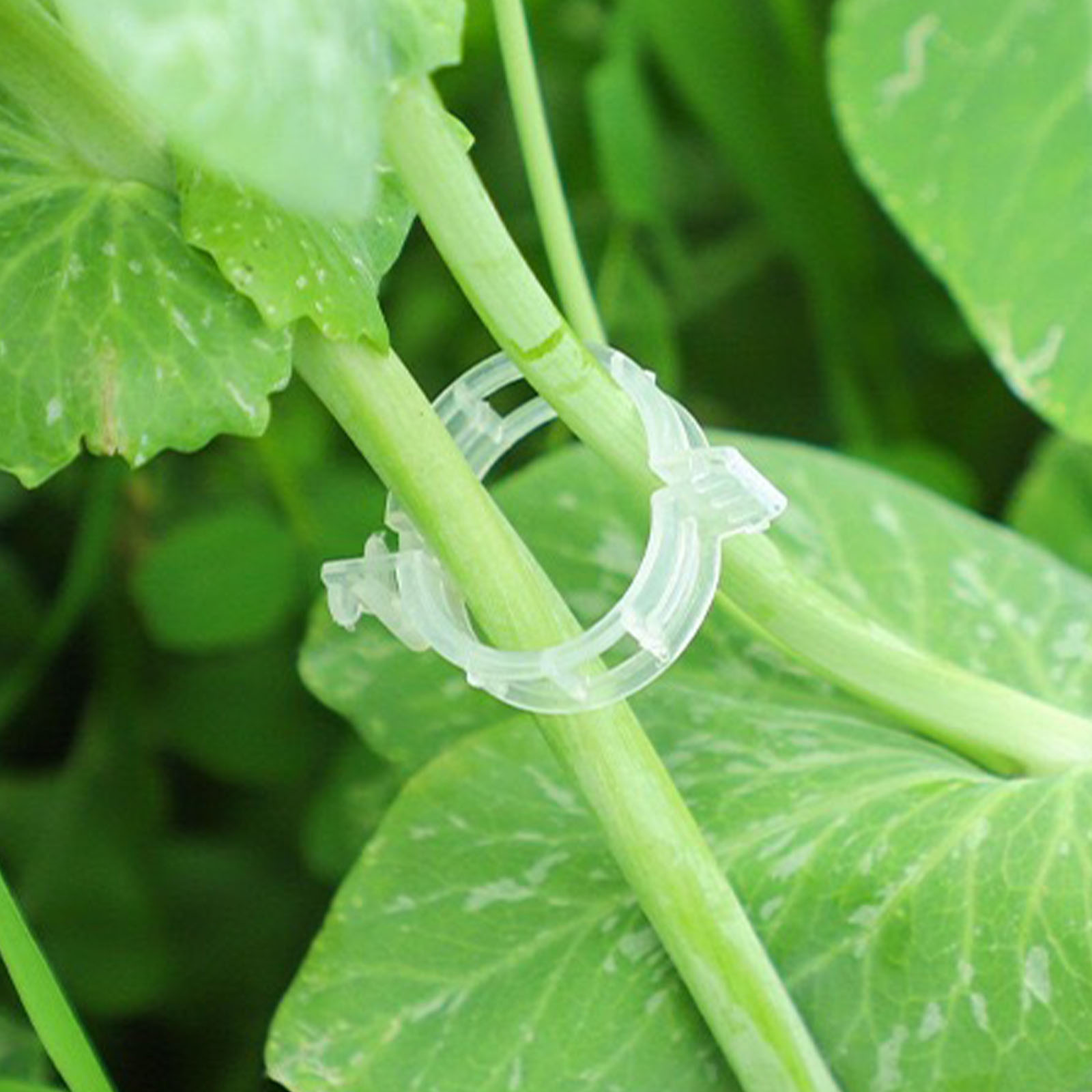 คลิปหนีบพลาสติกสำหรับยึดต้นไม้ - Vine Climbing Plastic บทวิจารณ์และราคา